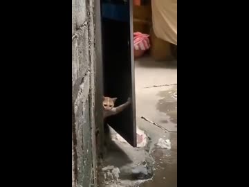 ホモと見る扉を支えるガッツポーズ猫