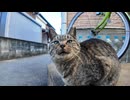 猫の島の路地裏で出会った猫を撫でると他の猫も撫でられに来た #猫 #猫島