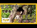３分でわかるプリン屋さんリス料理人（毒使い）新人Vtuber/まるみ【#まるまるまるみ #まるみのほほぶくろ #きりぬき 】