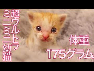 ウルトラハイパーミニミニ幼猫、生きる闘志を燃やす