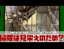 【 #おつモモンガ 】【 #切り抜き動画 】そんなに掃除するのは見栄えのため？ 【フクロモモンガの朝散歩2024/12/28の #ハイライト   】