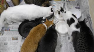 今週のおやつ（本隊）【蒼民家の猫々】