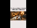 ワンちゃんがぬいぐるみを大事に抱えて寝るのは・・・