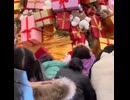 ホモと見るクリスマスツリーからプレゼントを奪い取る中国人