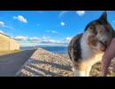 猫島の海沿いの道に行くと倉庫で寝ていた三毛猫ちゃんがモフられに出てきた #猫 #猫島