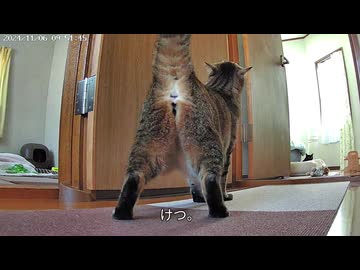 ペットカメラを購入したのでネコさんをこっそり撮影してみた