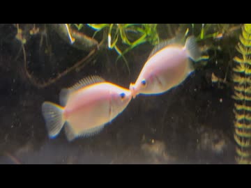 【ローカロリー動画】恋人たちの熱い口づけ【キッシンググラミー】