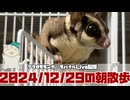 【 #おはモモンガ 】【 #朝活  】 #フクロモモンガ の朝散歩をライブ配信！2024/12/29 【 #アーカイブ 】