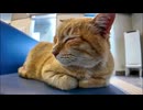 フェリー乗り場の待合室は野良猫がノンビリ寝ていて癒やされる #猫 #猫島