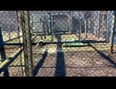 ホモと見る知床博物館のオオワシ、ロコちゃん（49歳以上）の羽ばたき #animal #bird #eagle