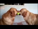 【疑似m@s】Upper Dog