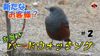 【野鳥観察】家の庭に何が来る？　#2 新しいお客様