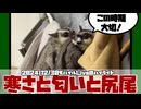 【 #おつモモンガ 】【 #切り抜き動画 】そんなに掃除するのは見栄えのため？ 【フクロモモンガの朝散歩2024/12/30の #ハイライト   】