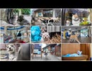 感動猫動画 2024年まとめ