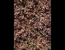 75730282380__D2B80F4D-AB87-43C9-8D9E-79E7298C46BF
