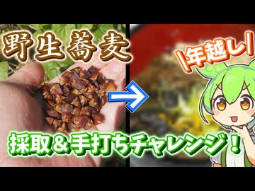野生の蕎麦を採って年越し手打ち蕎麦！　2024年ver【シャクチリソバ】