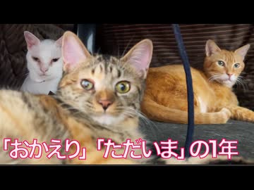 猫たちとの別れと約束、そして再会の1年