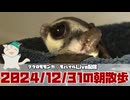 【 #おはモモンガ 】【 #朝活  】 #フクロモモンガ の朝散歩をライブ配信！2024/12/31 【 #アーカイブ 】