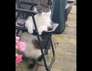 ホモと見る椅子をぶち抜くクソデブ猫