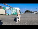 大晦日の誰もいない漁港に行くとハートマークの三毛猫ちゃんがトコトコ歩いてきた #猫 #三毛猫 #cat