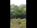 apache (1080p)