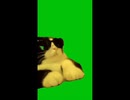猫ミーム逆再生