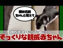 【 #おつモモンガ 】【 #切り抜き動画 】先祖返りで長老にそっくりな赤ちゃん2匹を見間違えるミス！【フクロモモンガの朝散歩2025/01/01の #ハイライト   】