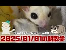 【 #おはモモンガ 】【 #朝活  】 #フクロモモンガ の朝散歩をライブ配信！2025/01/01 【 #アーカイブ 】