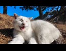 会うと必ず挨拶してくる海辺の公園の猫ちゃん #猫 #cat