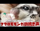【勉強用・作業用・睡眠用BGM】 可愛いベタ慣れフクロモモンガの鳴き声と咀嚼音【 1時間耐久】