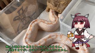 【我が家の爬虫類紹介】コーンスネークその１【東北きりたん解説】
