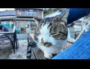 猫がトコトコ歩いてきて穏やかに隣に座ったかと思ったらいきなり他の猫と喧嘩 #猫 #猫島 #cat