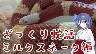 ざっくり蛇話　ミルクスネーク編