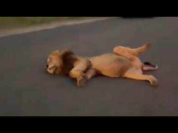 ホモと見る食べ過ぎたライオン