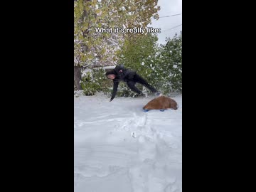 ホモと見る飼い主とそりが合わない犬