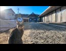 お正月は猫島の神社で出会った猫と初詣 #猫 #猫島 #cat