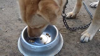 メイリオとお試しフード 3個目