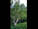 240708_185230_sh (1080p)