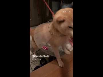 実家の愛犬に会ってきました
