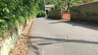 【野外】高尾山を歩いてみる１１