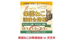 保護ねこの家譲渡会 in 天王寺