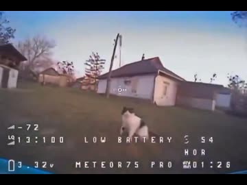 ホモと見るドローンを前足で撃墜する猫