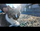 猫島に何匹かいる犬と会話するため犬語を習得中な島の猫 #猫 #猫島 #cat