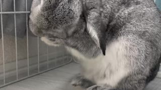 子うさぎちゃんの毛づくろい　激かわいい　甘えてくる　甘えん坊　ウサギ　vlog ルーティン　夜　赤ちゃん　YouTubeチャンネル　ユーチューバー　生活　うさちゃん　ラビット　ネバーランド雑種　世界一