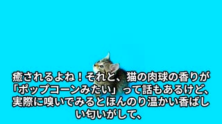 【知られざるねこの秘密】驚きの生態・雑学・歴史のエピソード徹底解説！