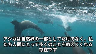 アシカの生態と驚異の知能：知られざる行動と人間との関係