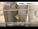 福岡市動物園でアジアゾウの初ガイド　メスのゾウ「わかば」は５か月で２００キロ体重増