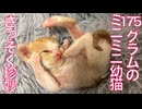 175gの超ミニミニ幼猫、珍妙寝相と顔芸を披露する