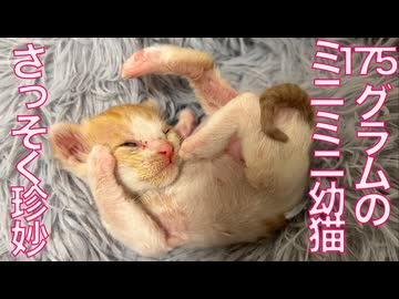 175gの超ミニミニ幼猫、珍妙寝相と顔芸を披露する