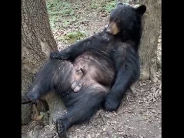 ホモと見るそっとしておいて欲しいクマ